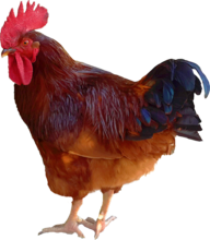 Rooster