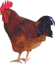 Rooster demo